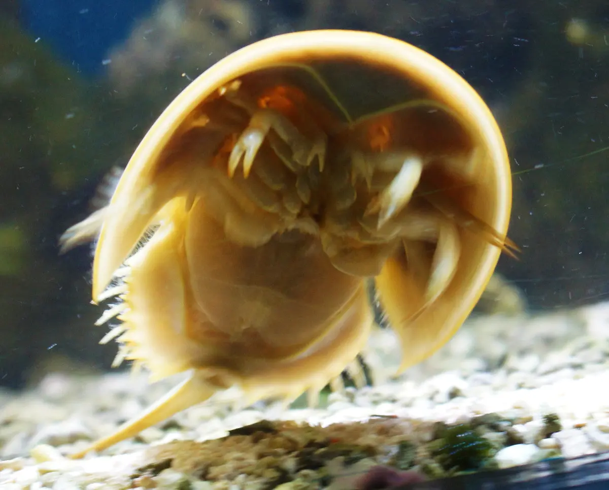Horseshoe Crabs (2-3") | Limulus Polyphemus 1