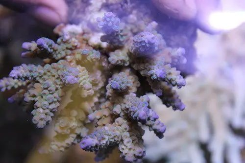Acropora Hyacinthus-2" Frag 1