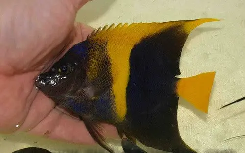 Asfur Angel (Red Sea) 4-5" Hybrid/Aberrant 1