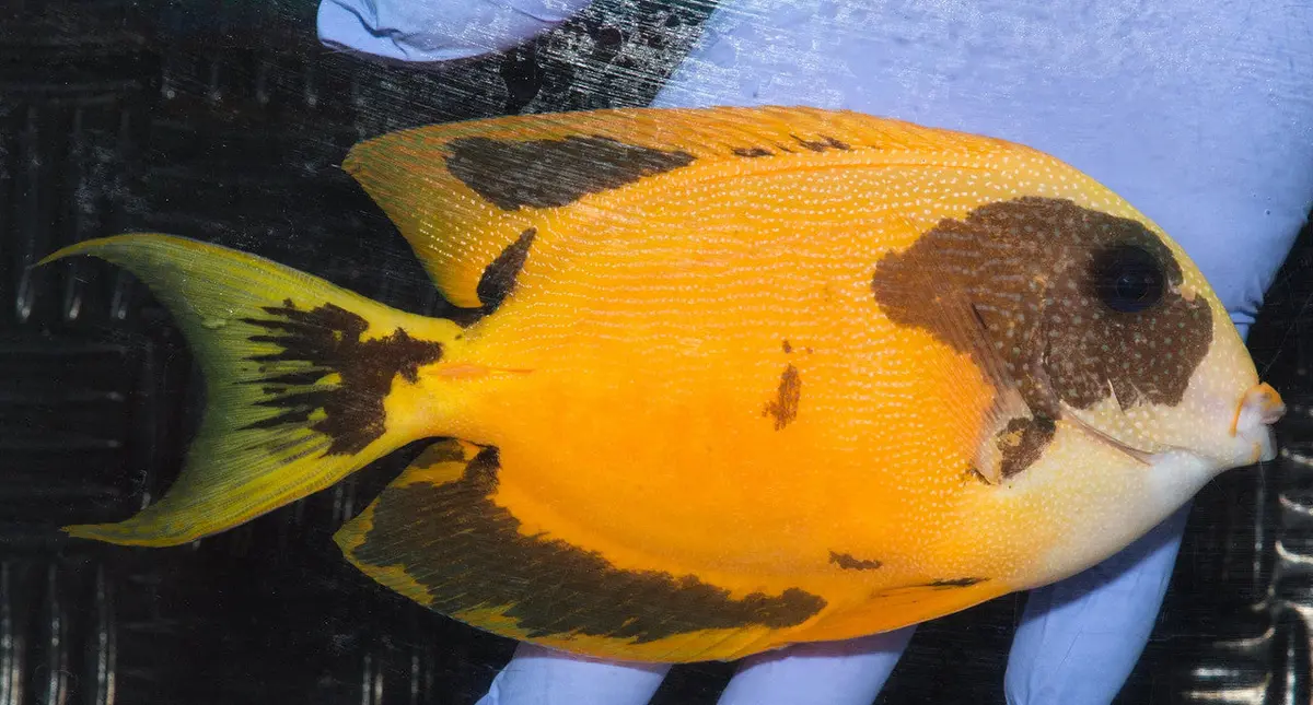 Hybrid Spotted Bristeltooth Tang (5-6") 1