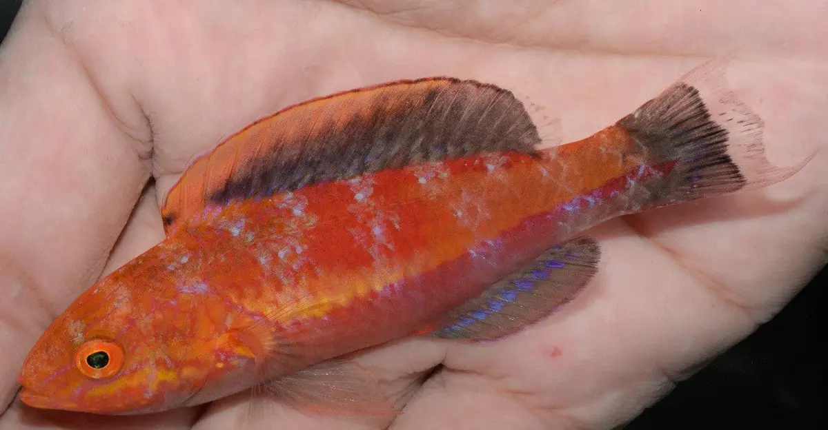 Hybrid Pin Tail/Crescent Tail Fairy Wrasse-Xl Male (Cirrhilabrus Lanceolatus/Lunatus) 1