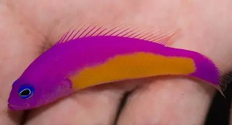 Hybrid Pseudochromis 1