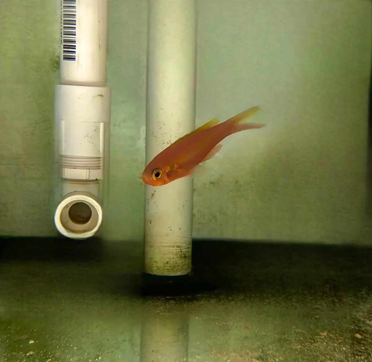 Yellowstripe Slopefish | Symphysanodon Katayamai 1