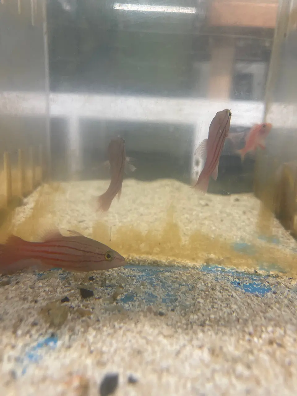 Lined Basslet ( Liopropoma Lineatus) 1