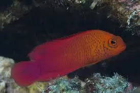 Oblique-Lined Dottyback | Cypho Purpurascens 1