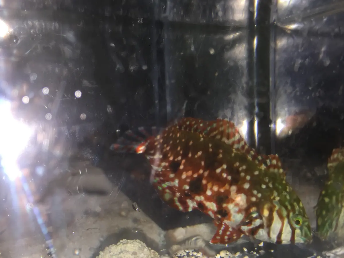 Madagascar Jewel Leopard Wrasse (Macropharyngodon Lapillus)-3-4" 1