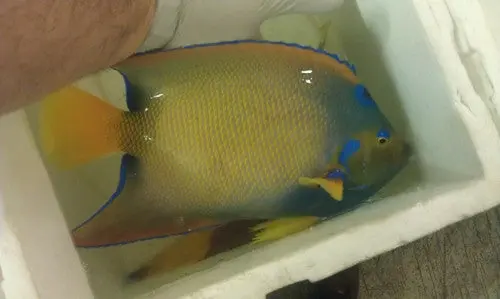 Queen Angelfish | Holacanthus Ciliaris | 10-11" 1
