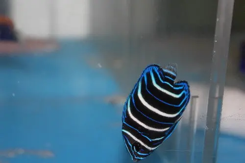 Chrysurus Angel - 3-4" Juvenile 1