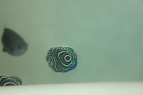 Imperator Angelfish-Juv (Tiny) 1