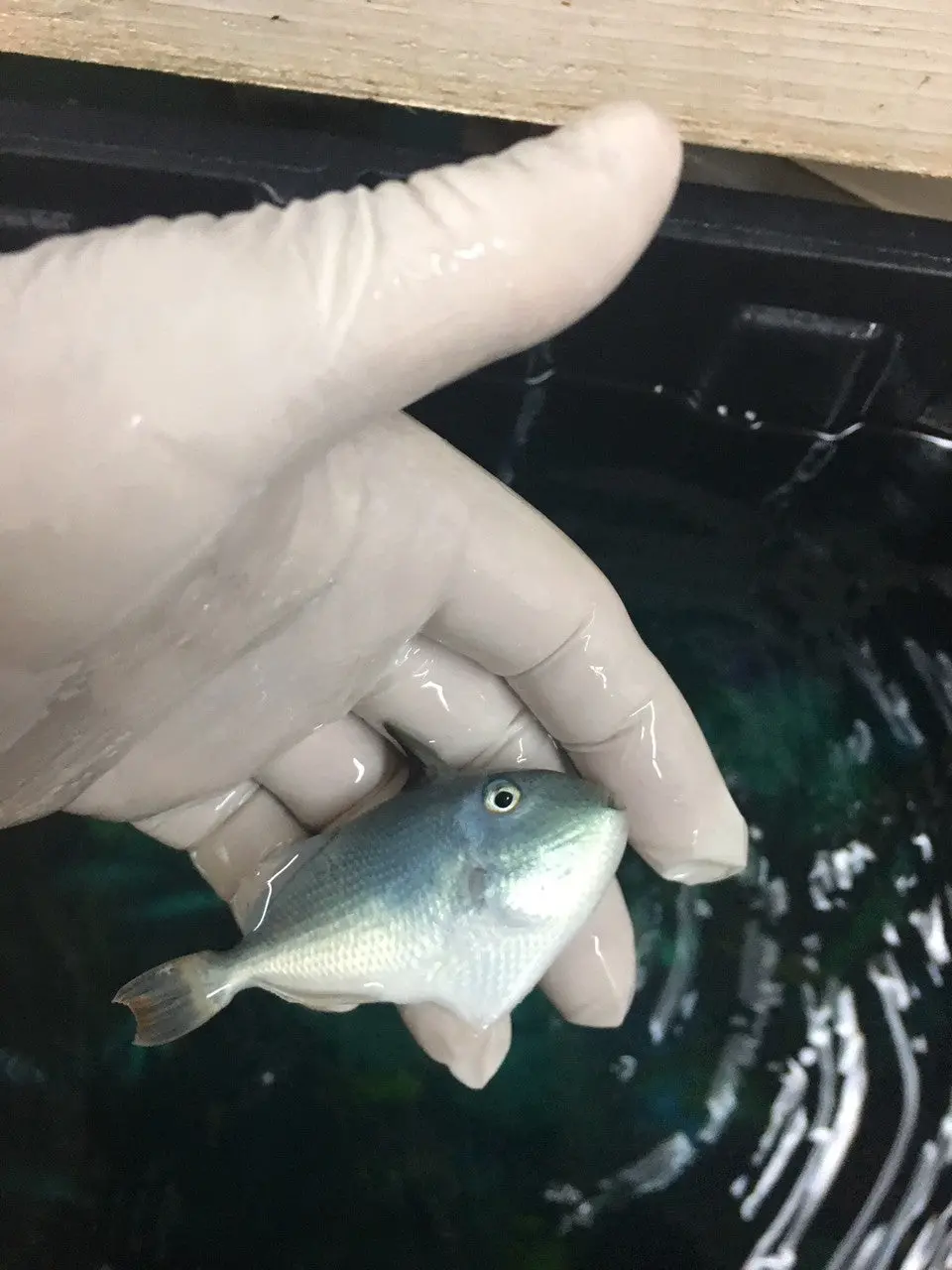 Juv Blue-Throat Trigger (2") 1