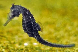 Kellogi Seahorses (Tank Raised) 1