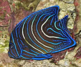 Koran Angelfish-6" 1