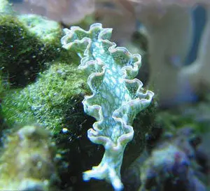 Lettuce Nudibranch 1