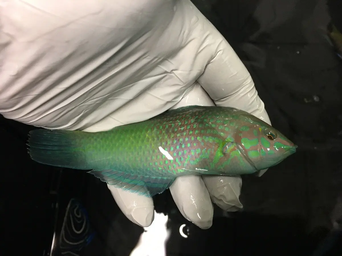 Lime Green Wrasse (Halichoeres Chloropterus) 1