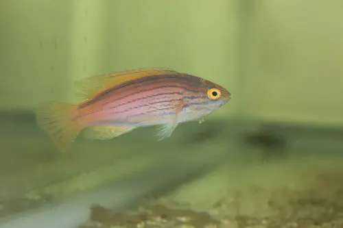 Lineatus Wrasse-Australia-3" Female 1