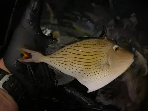 Line-Spot Trigger | Xanthichthys Lineopunctatus (6") 1