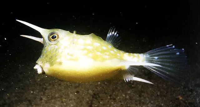 Long Horned Cowfish 1