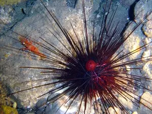 Long Spined Black Urchin 1
