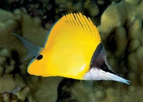 Longnose Butterfly 1
