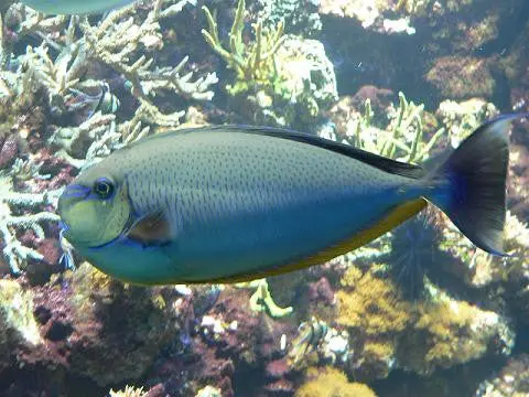 Lopezi Tang (7") 1