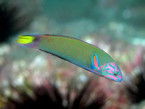 Lunare Wrasse (4") 1