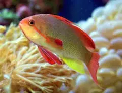 Lyretail Anthias-Male 1
