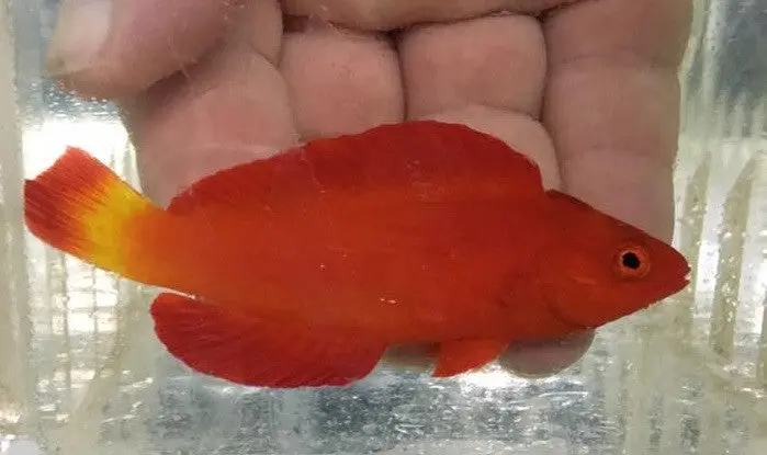 Magma Wrasse (Cirrhilabrus Sp)- Pair 1