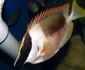 Magnificent Foxface--4-6” 1