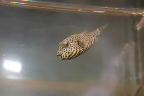 Mappa Puffer (3") 1