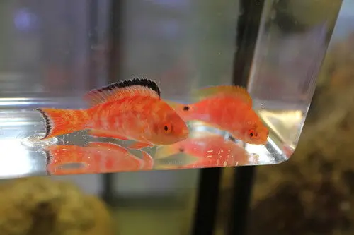 Marjorie Fairy Wrasse-Male 1
