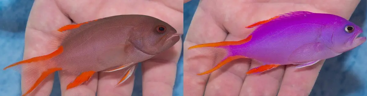 Masked Grouper | Gracila Albomarginata (3-4" Mated Pair) 1