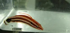 Peppermint (Masuda) Hogfish (1.5") 1