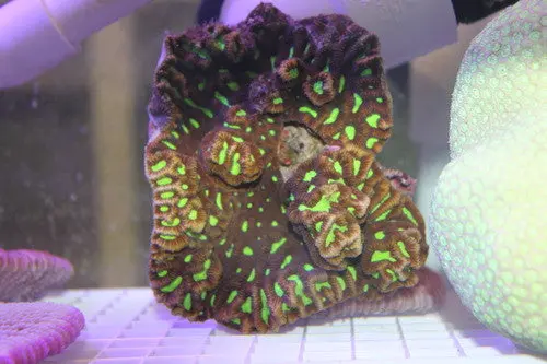 Maze Brain Coral (Platygyra Sp.) 1