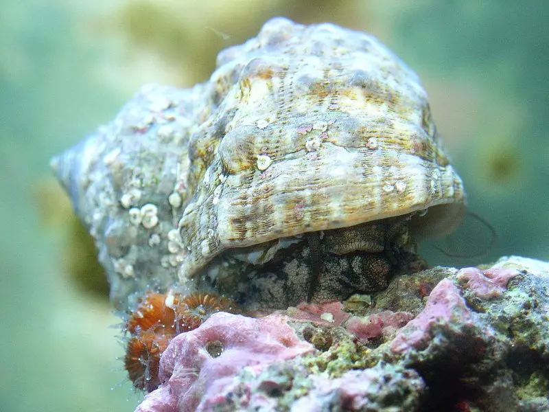 Jumbo Turbo Snails-Xl (3"+) 1