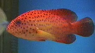 Miniatus Grouper 6-7" 1