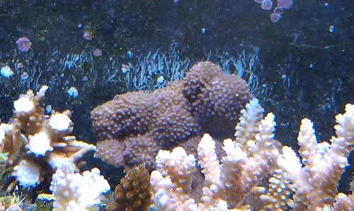 Purple Superman Montipora | Montipora Sp 1