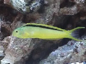 Mozambique Blenny 1