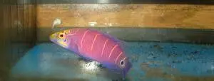 Mystery Wrasse-Mated Pair 1