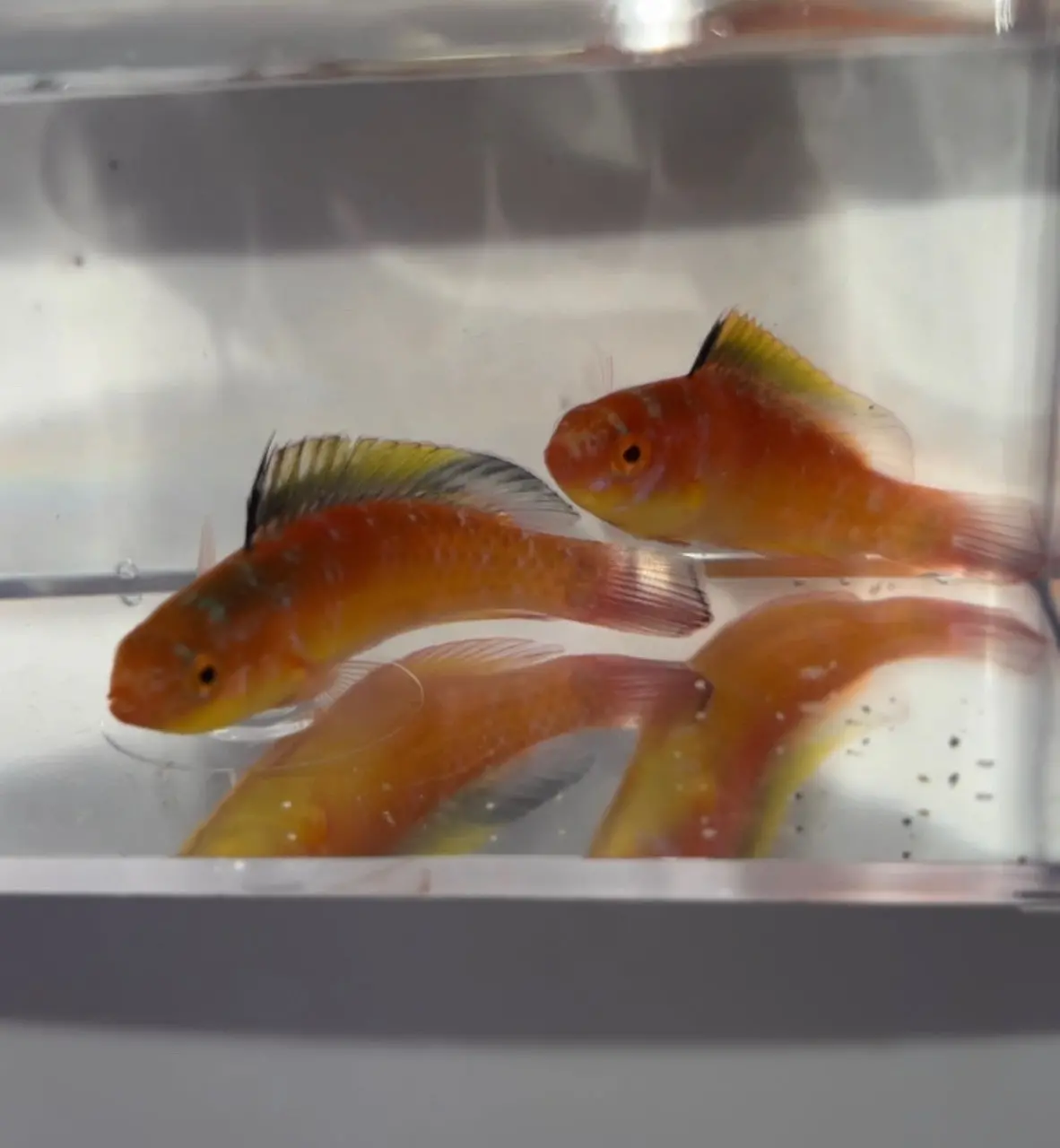 Nahackyi Fairy Wrasse Female| Cirrhilabrus Nahackyi 1