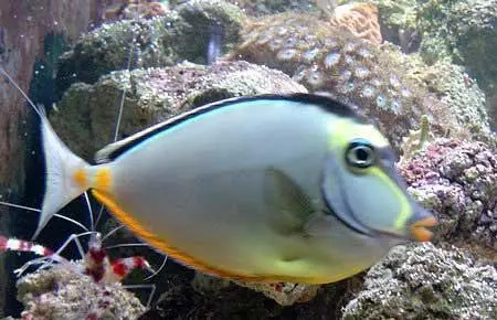 Naso Tang 8-10" Streamer Male 1