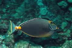 Naso Tang 5-6" (Hawaiian) 1