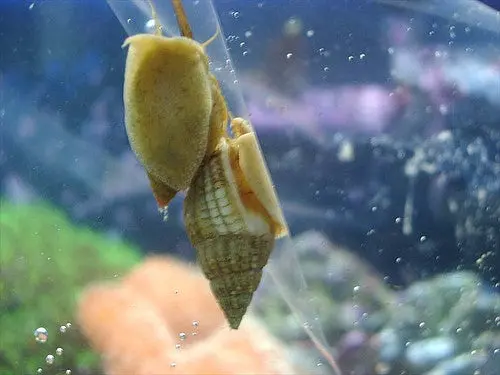 Nassarius Snail 1