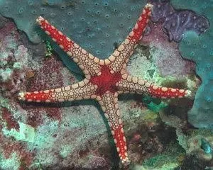 Orange Marble Seastar 1