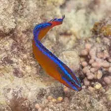 Red Sea Neon Dottyback | Pseudochromis Aldabraensis 1