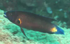 Northern Tubelip Wrasse 1