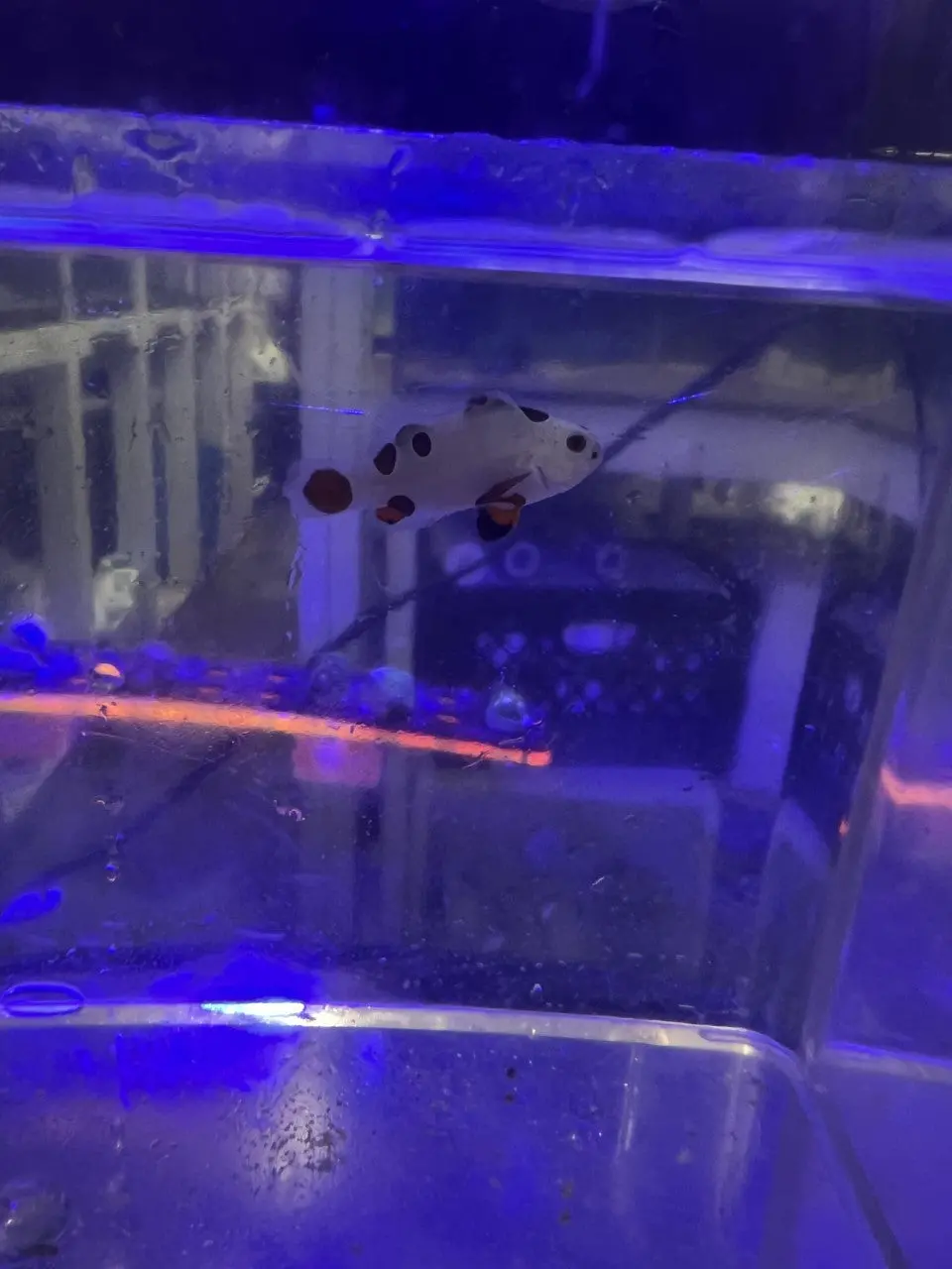 Captive Designer Bred Clown 2 1