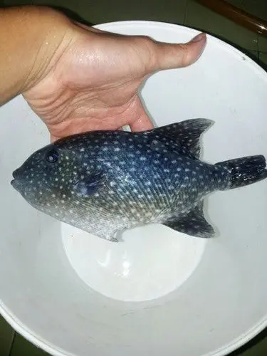 Spotted Oceanic Trigger | Canthidermis Maculata (6") 1