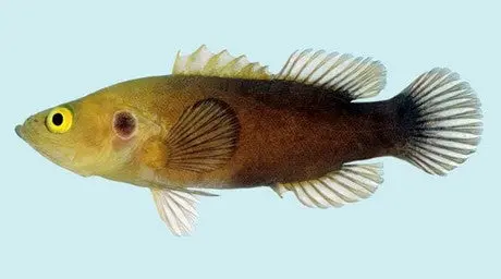 Ocellated Soapfish (Grammistops Ocellatus) 1