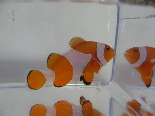 Ocellaris Clownfish Xl (2") 1