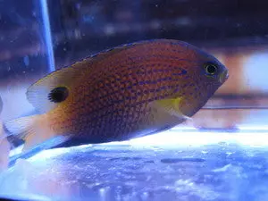 Ocellate Damsel 1